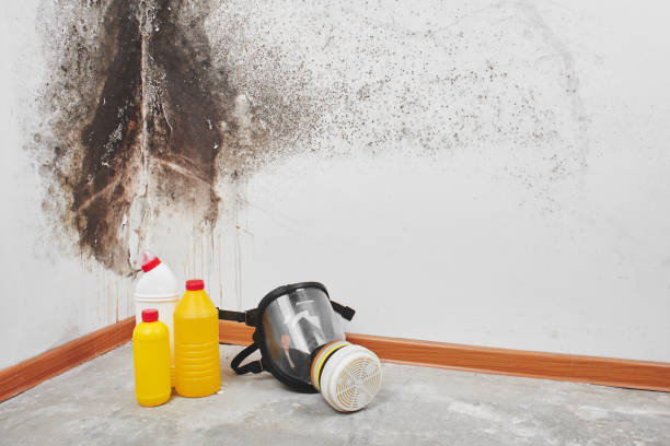 Best Crawl Space Mold Removal  in Oak Trail Shores, TX