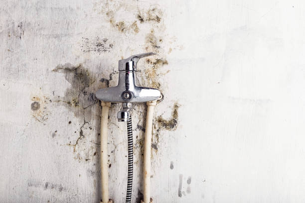 Best Toxic Mold Removal  in Oak Trail Shores, TX