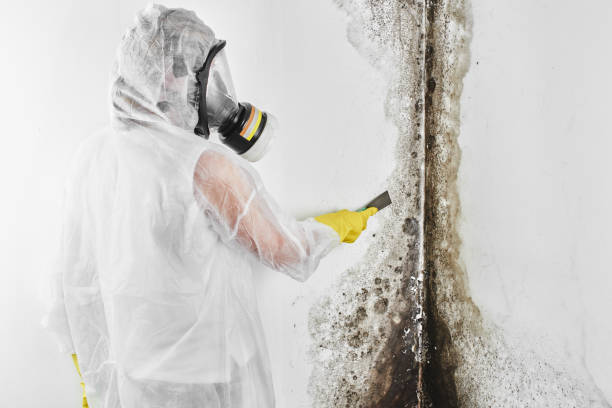 Best Residential Mold Removal  in Oak Trail Shores, TX