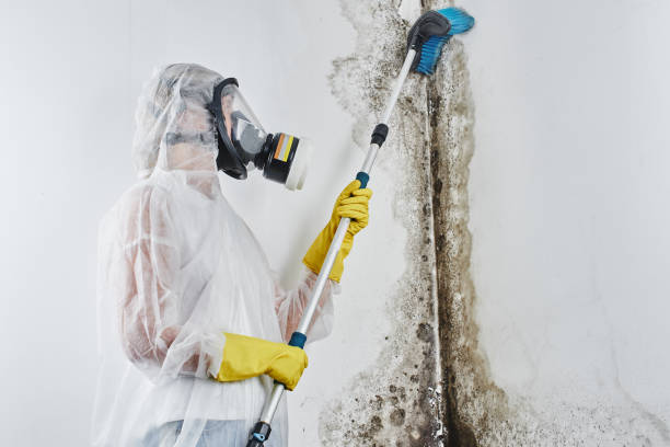 Mold Removal and Inspection in Oak Trail Shores, TX