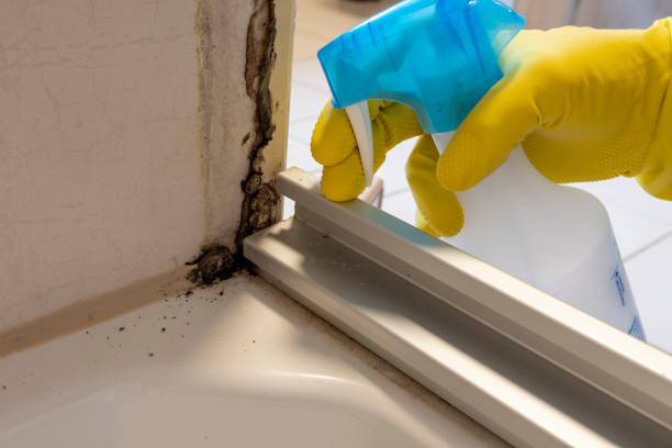 Best Toxic Mold Removal  in Oak Trail Shores, TX