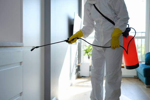 Best Local Mold Removal Service  in Oak Trail Shores, TX