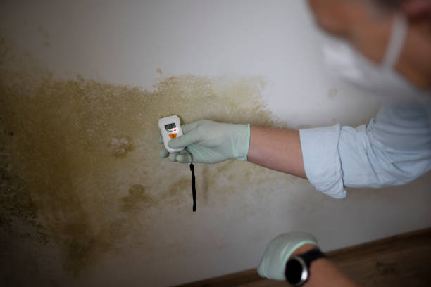 Best Crawl Space Mold Removal  in Oak Trail Shores, TX