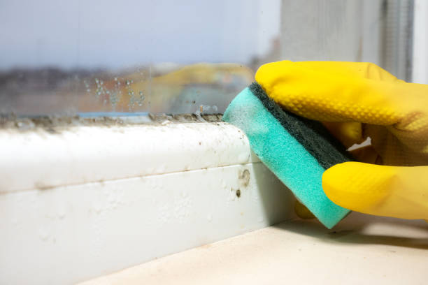 Home Mold Removal in Oak Trail Shores, TX