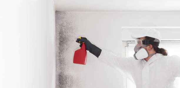 Best Residential Mold Removal  in Oak Trail Shores, TX
