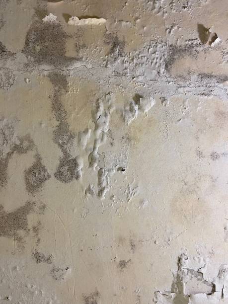 Best Mold Cleaning Services  in Oak Trail Shores, TX