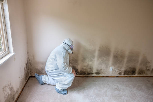 Mold Removal Process in Oak Trail Shores, TX