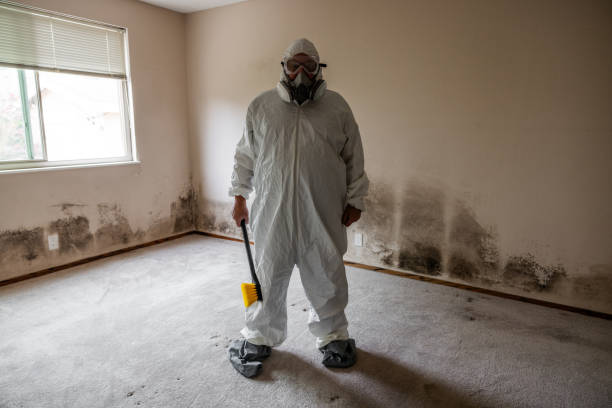 Best Same-Day Mold Removal  in Oak Trail Shores, TX