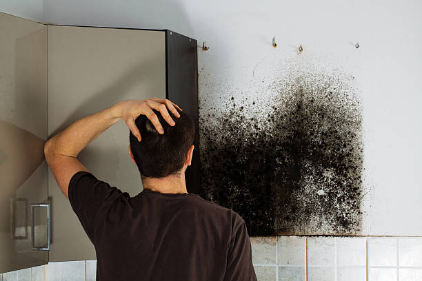 Best Mold Damage Repair  in Oak Trail Shores, TX