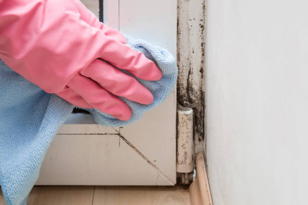 Oak Trail Shores, TX Mold Removal Company