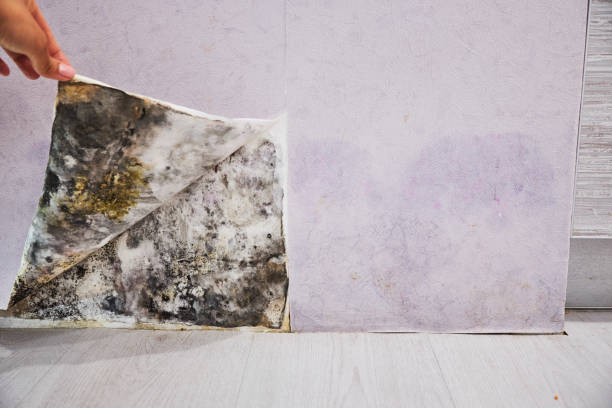 Best Mold Removal Company Near Me  in Oak Trail Shores, TX